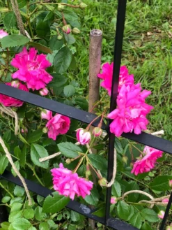 Ramblerrose 'Super Dorothy' 22 Ramblerrose 'Super Dorothy' -Deutschland Garten Funk Verkaufs-Shop ramblerrose super dorothy m005482 1188818 0