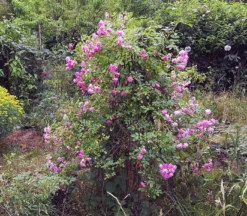 Ramblerrose 'Super Dorothy' 23 Ramblerrose 'Super Dorothy' -Deutschland Garten Funk Verkaufs-Shop ramblerrose super dorothy m005482 235778 0