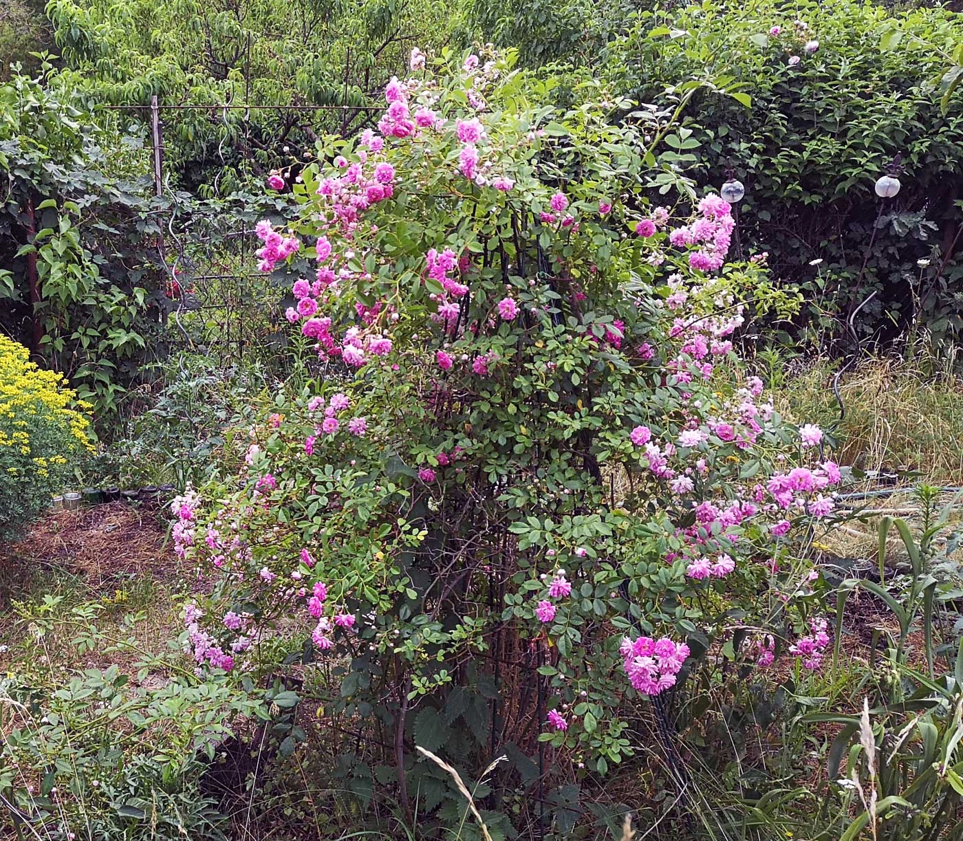 Ramblerrose 'Super Dorothy' 12 Ramblerrose 'Super Dorothy' – Bild 12