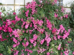 Ramblerrose 'Super Dorothy'