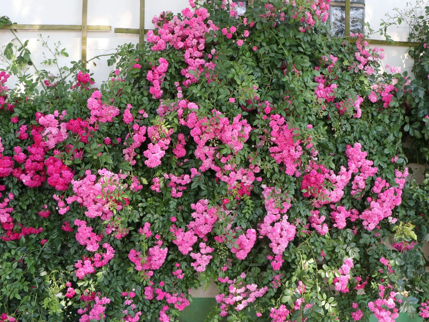 Ramblerrose 'Super Dorothy' 1 Ramblerrose 'Super Dorothy'