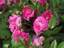 Ramblerrose 'Super Dorothy' 19 Ramblerrose 'Super Dorothy' -Deutschland Garten Funk Verkaufs-Shop ramblerrose super dorothy m005482 w 0 1