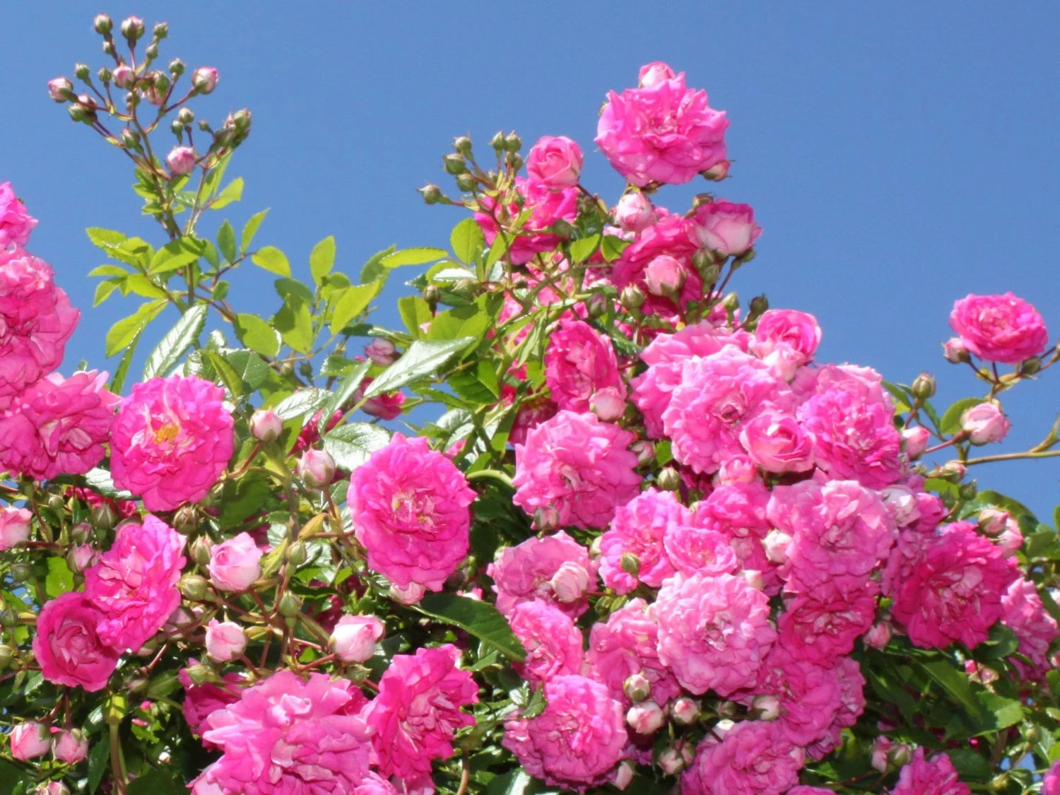 Ramblerrose 'Super Dorothy' 6 Ramblerrose 'Super Dorothy' – Bild 6