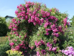 Ramblerrose 'Super Dorothy' 18 Ramblerrose 'Super Dorothy' -Deutschland Garten Funk Verkaufs-Shop ramblerrose super dorothy m005482 w 1 1