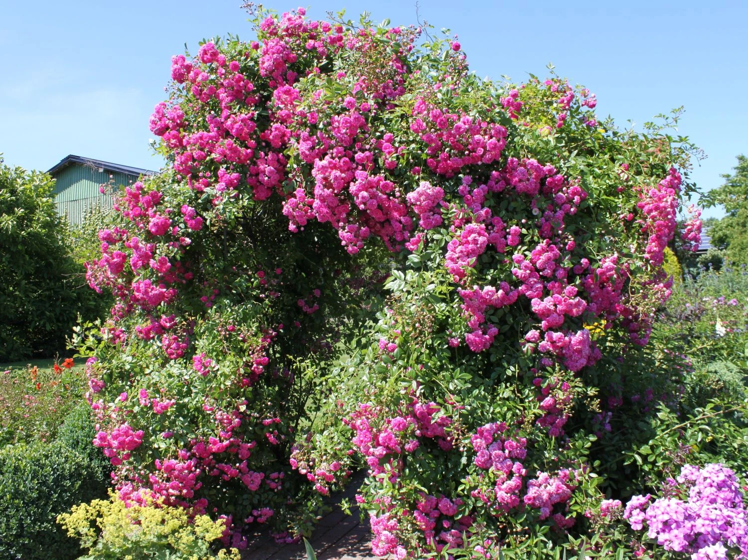 Ramblerrose 'Super Dorothy' 7 Ramblerrose 'Super Dorothy' – Bild 7