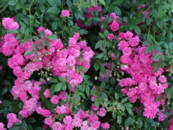 Ramblerrose 'Super Dorothy' 16 Ramblerrose 'Super Dorothy' -Deutschland Garten Funk Verkaufs-Shop ramblerrose super dorothy m005482 w 1
