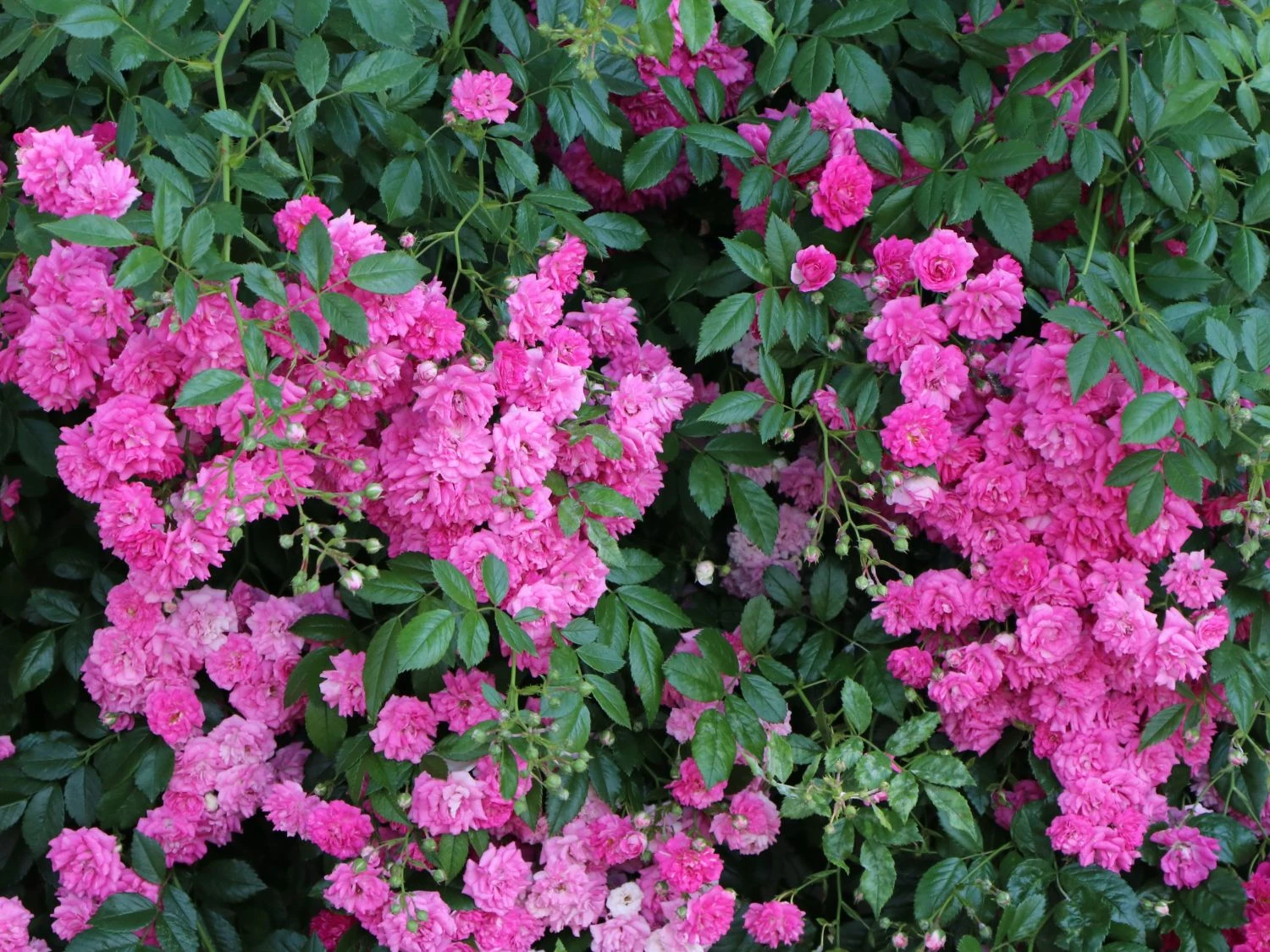 Ramblerrose 'Super Dorothy' 5 Ramblerrose 'Super Dorothy' – Bild 5