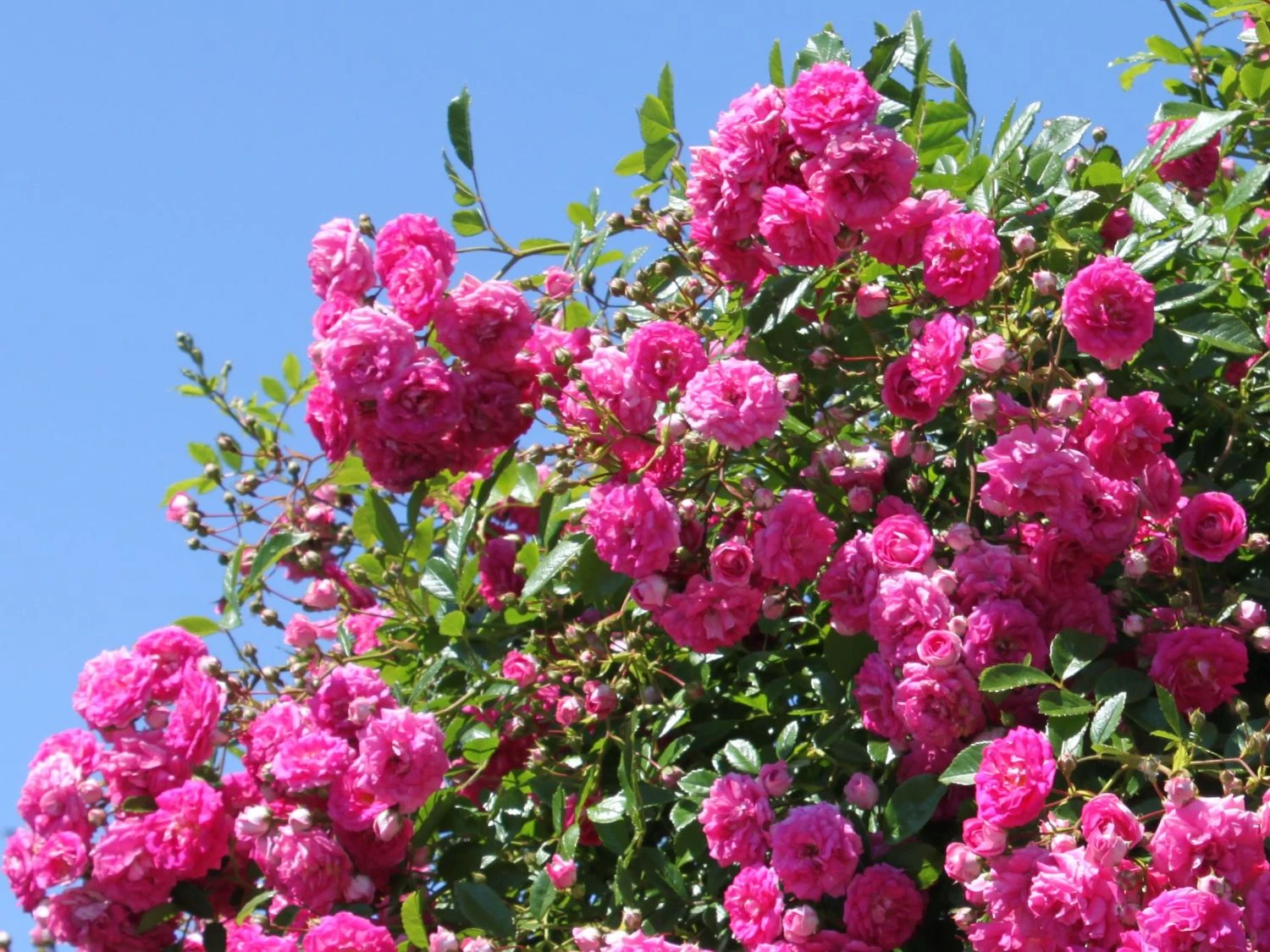 Ramblerrose 'Super Dorothy' 2 Ramblerrose 'Super Dorothy' – Bild 2