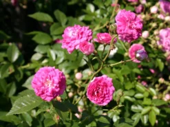 Ramblerrose 'Super Dorothy' 14 Ramblerrose 'Super Dorothy' -Deutschland Garten Funk Verkaufs-Shop ramblerrose super dorothy m005482 w 3