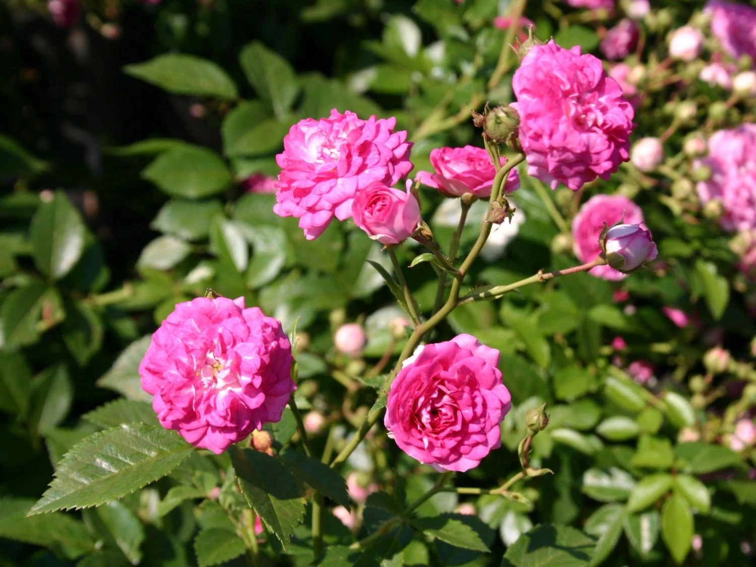 Ramblerrose 'Super Dorothy' 3 Ramblerrose 'Super Dorothy' – Bild 3