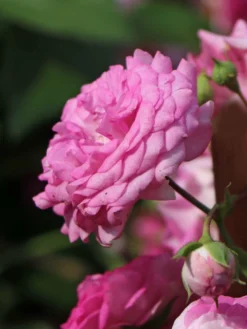 Ramblerrose 'Super Dorothy' 15 Ramblerrose 'Super Dorothy' -Deutschland Garten Funk Verkaufs-Shop ramblerrose super dorothy m005482 w 4