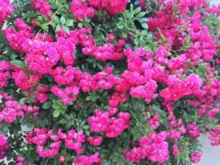 Ramblerrose 'Super Excelsa' -Deutschland Garten Funk Verkaufs-Shop ramblerrose super excelsa m005480 223731 0