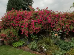 Ramblerrose 'Super Excelsa' -Deutschland Garten Funk Verkaufs-Shop ramblerrose super excelsa m005480 323248 0