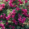Ramblerrose 'Super Excelsa'