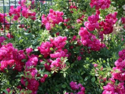 Ramblerrose 'Super Excelsa' -Deutschland Garten Funk Verkaufs-Shop ramblerrose super excelsa m005480 w 0 1