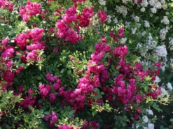 Ramblerrose 'Super Excelsa' -Deutschland Garten Funk Verkaufs-Shop ramblerrose super excelsa m005480 w 1 1