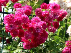 Ramblerrose 'Super Excelsa' -Deutschland Garten Funk Verkaufs-Shop ramblerrose super excelsa m005480 w 2