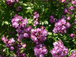 Ramblerrose 'Veilchenblau' -Deutschland Garten Funk Verkaufs-Shop ramblerrose veilchenblau m002756 w 0