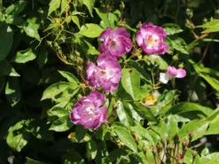 Ramblerrose 'Veilchenblau' -Deutschland Garten Funk Verkaufs-Shop ramblerrose veilchenblau m002756 w 3