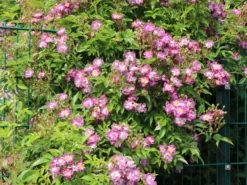 Ramblerrose 'Veilchenblau' -Deutschland Garten Funk Verkaufs-Shop ramblerrose veilchenblau m002756 w 4