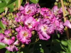 Ramblerrose 'Veilchenblau' -Deutschland Garten Funk Verkaufs-Shop ramblerrose veilchenblau m002756 w 6