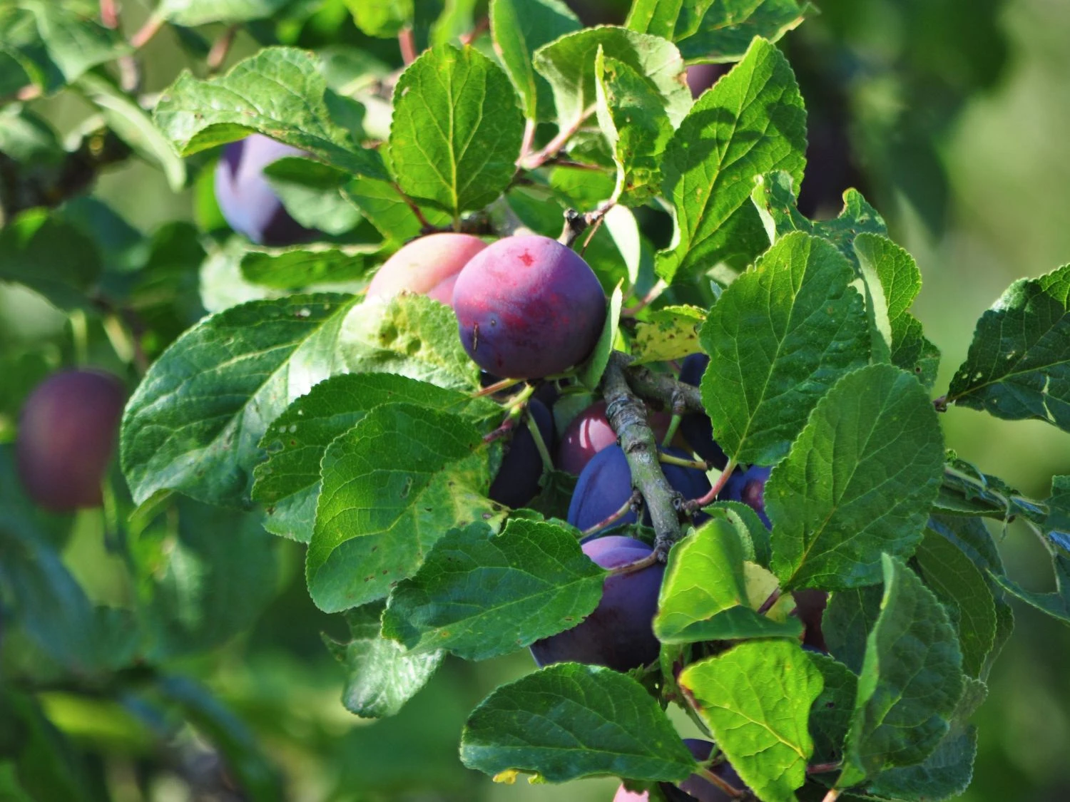 Reneklode 'Graf Althans Reneklode' 1 Reneklode 'Graf Althans Reneklode'