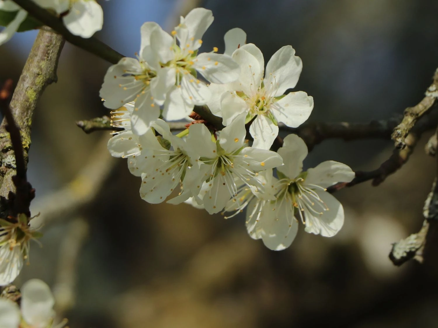 Reneklode 'Graf Althans Reneklode' 2 Reneklode 'Graf Althans Reneklode' – Bild 2