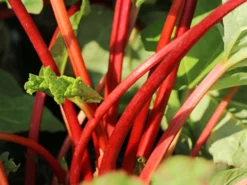 Rhabarber 'Elmsfeuer'
