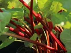 Rhabarber 'Elmsfeuer' -Deutschland Garten Funk Verkaufs-Shop rhabarber elmsfeuer m117374 w 0