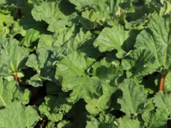 Rhabarber 'Elmsfeuer' -Deutschland Garten Funk Verkaufs-Shop rhabarber elmsfeuer m117374 w 4