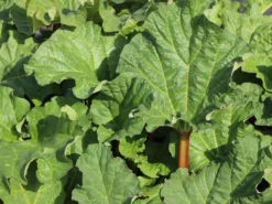 Rhabarber 'Elmsfeuer' -Deutschland Garten Funk Verkaufs-Shop rhabarber elmsfeuer m117374 w 5