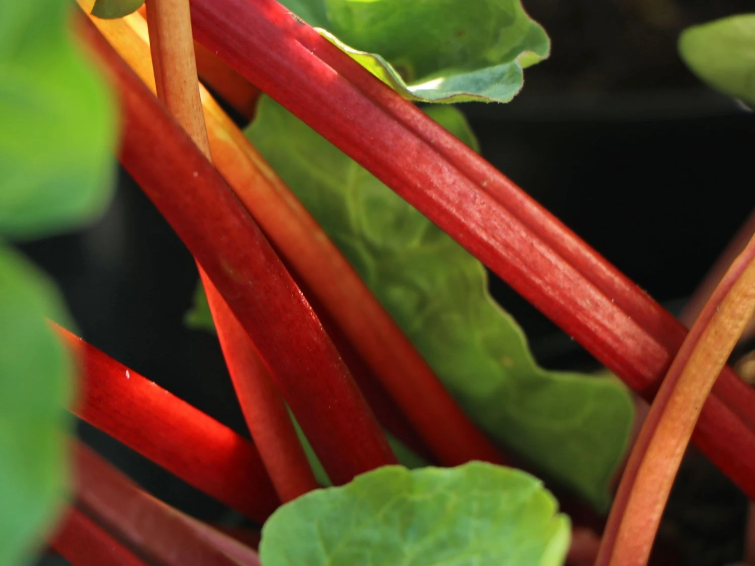 Rhabarber 'Livingstone' 1 Rhabarber 'Livingstone'