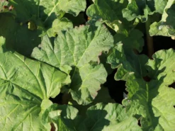 Rhabarber 'Mira' -Deutschland Garten Funk Verkaufs-Shop rhabarber mira m098954 w 1