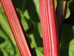 Rhabarber 'Mira' -Deutschland Garten Funk Verkaufs-Shop rhabarber mira m098954 w 2