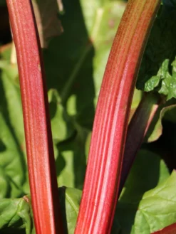 Rhabarber 'Mira' -Deutschland Garten Funk Verkaufs-Shop rhabarber mira m098954 w 3