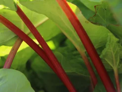 Rhabarber 'Red Champagne' -Deutschland Garten Funk Verkaufs-Shop rhabarber red champagne m102149 w 0
