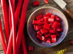 Rhabarber 'Vierländer Blut'