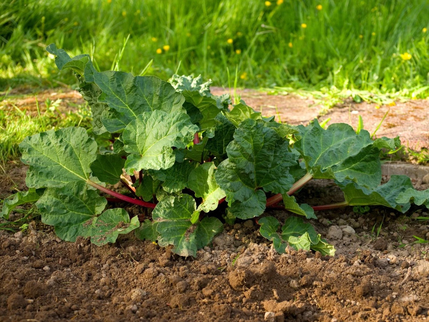 Rhabarber 'Vierländer Blut' 2 Rhabarber 'Vierländer Blut' – Bild 2