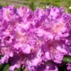 Rhododendron 'Alfred'