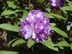 Rhododendron 'Alfred' -Deutschland Garten Funk Verkaufs-Shop rhododendron alfred m002314 w 1