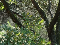 Rhododendron 'Alfred' -Deutschland Garten Funk Verkaufs-Shop rhododendron alfred m002314 w 2