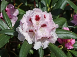 Rhododendron 'Annika'