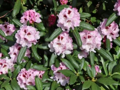 Rhododendron 'Annika' -Deutschland Garten Funk Verkaufs-Shop rhododendron annika m003940 w 1