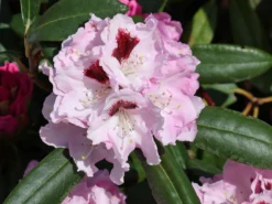 Rhododendron 'Annika' -Deutschland Garten Funk Verkaufs-Shop rhododendron annika m003940 w 2