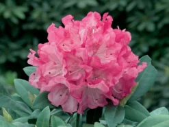 Rhododendron 'Anuschka' -Deutschland Garten Funk Verkaufs-Shop rhododendron anuschka m002358 w 0
