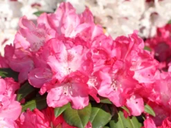 Rhododendron 'Anuschka' -Deutschland Garten Funk Verkaufs-Shop rhododendron anuschka m002358 w 1