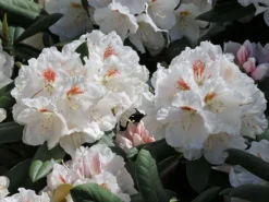 Rhododendron 'Apollonia'