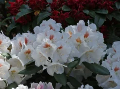 Rhododendron 'Apollonia' -Deutschland Garten Funk Verkaufs-Shop rhododendron apollonia m003942 w 0