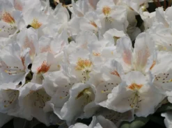 Rhododendron 'Apollonia' -Deutschland Garten Funk Verkaufs-Shop rhododendron apollonia m003942 w 2
