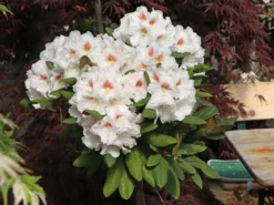 Rhododendron 'Apollonia' -Deutschland Garten Funk Verkaufs-Shop rhododendron apollonia m003942 w 3